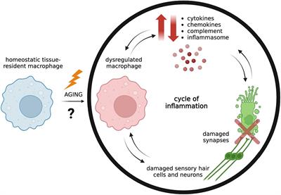 Cochlear inflammaging: cellular and molecular players of the innate and adaptive immune system in age-related hearing loss